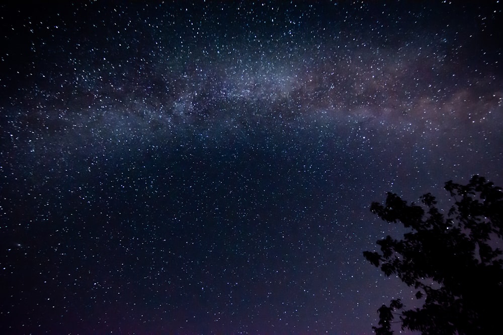 silhouette of tree under starry night