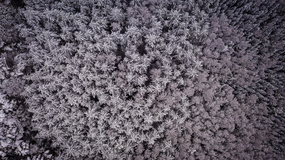 purple and white flower field