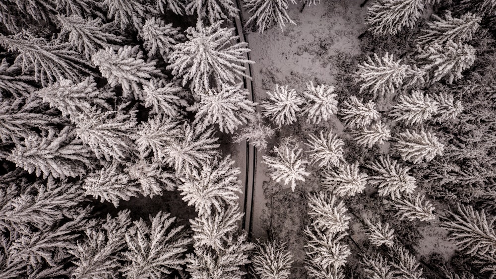 aerial view of green trees