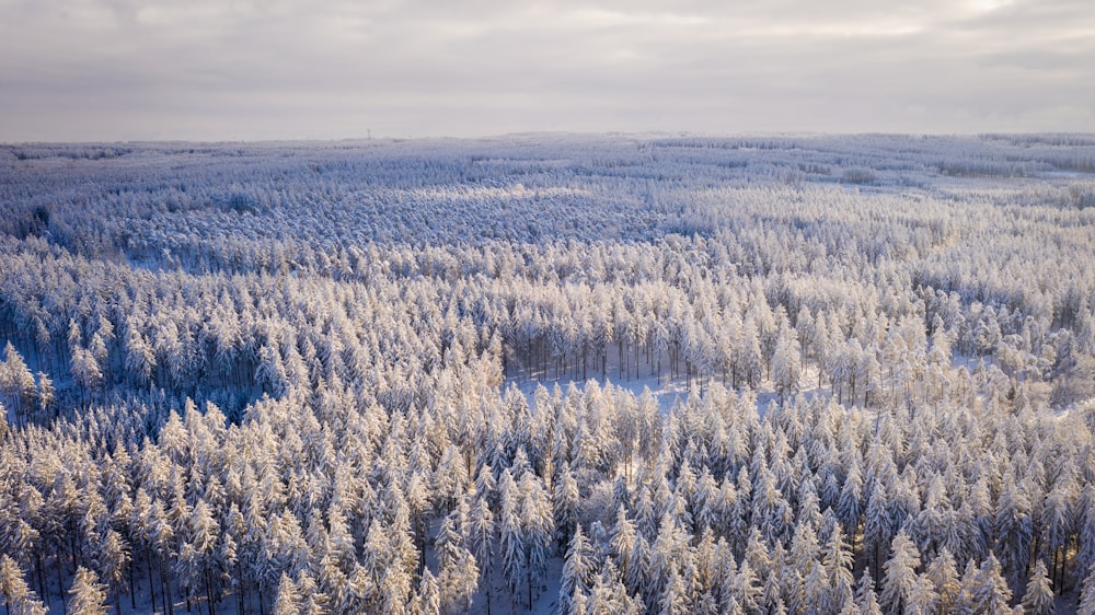 white and brown trees under white clouds during daytime