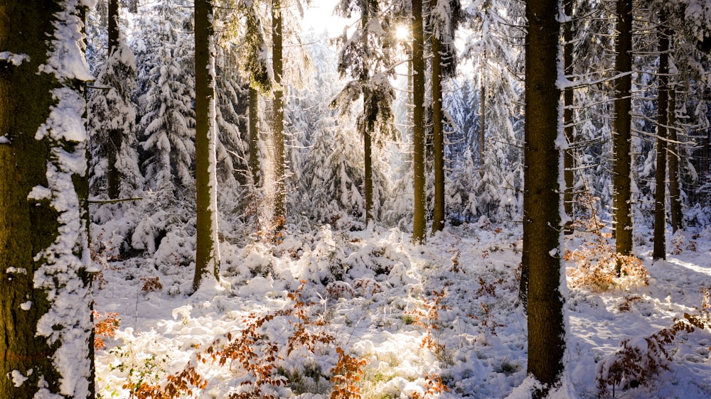 snow covered ground and trees during daytime