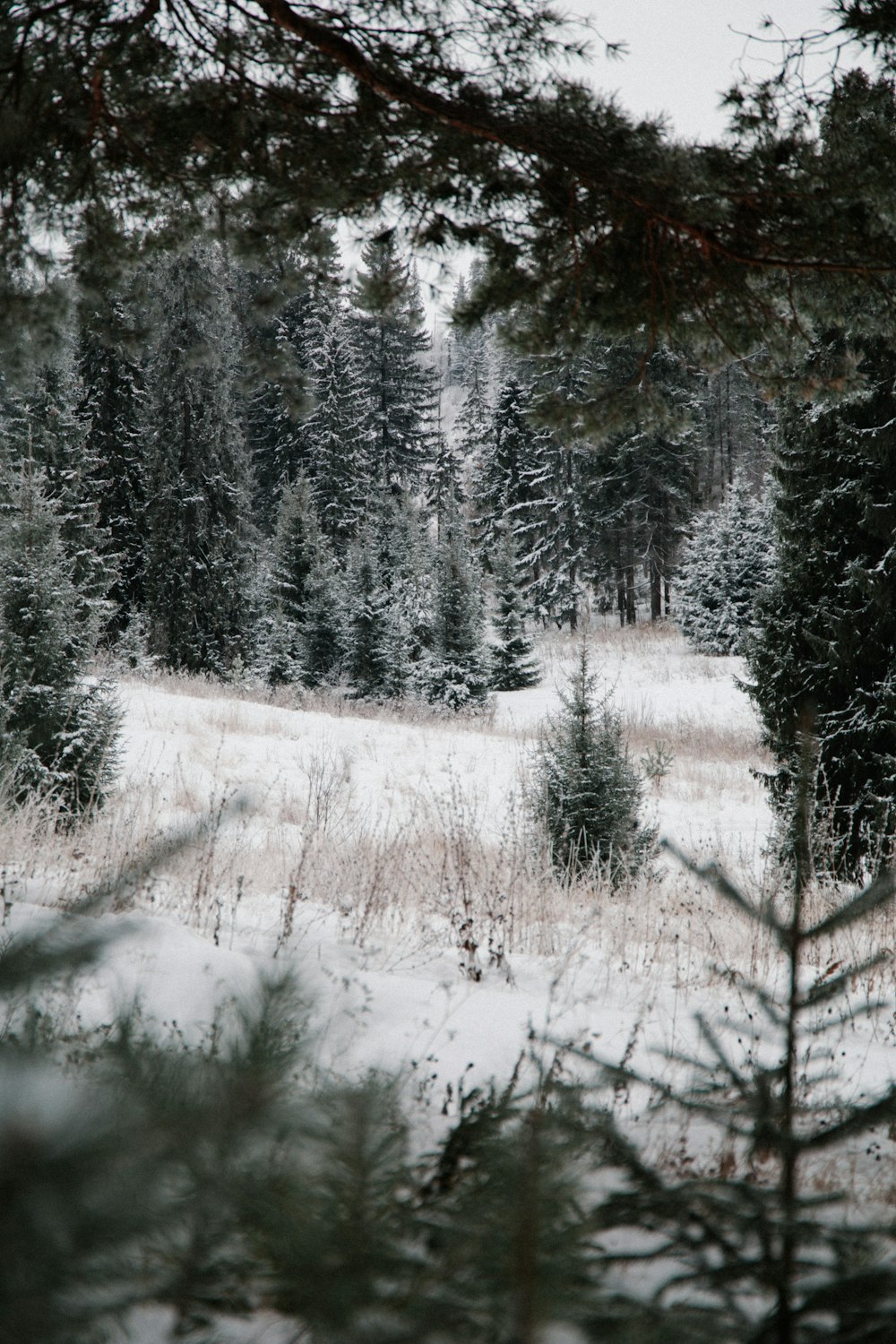 snow covered trees during daytime