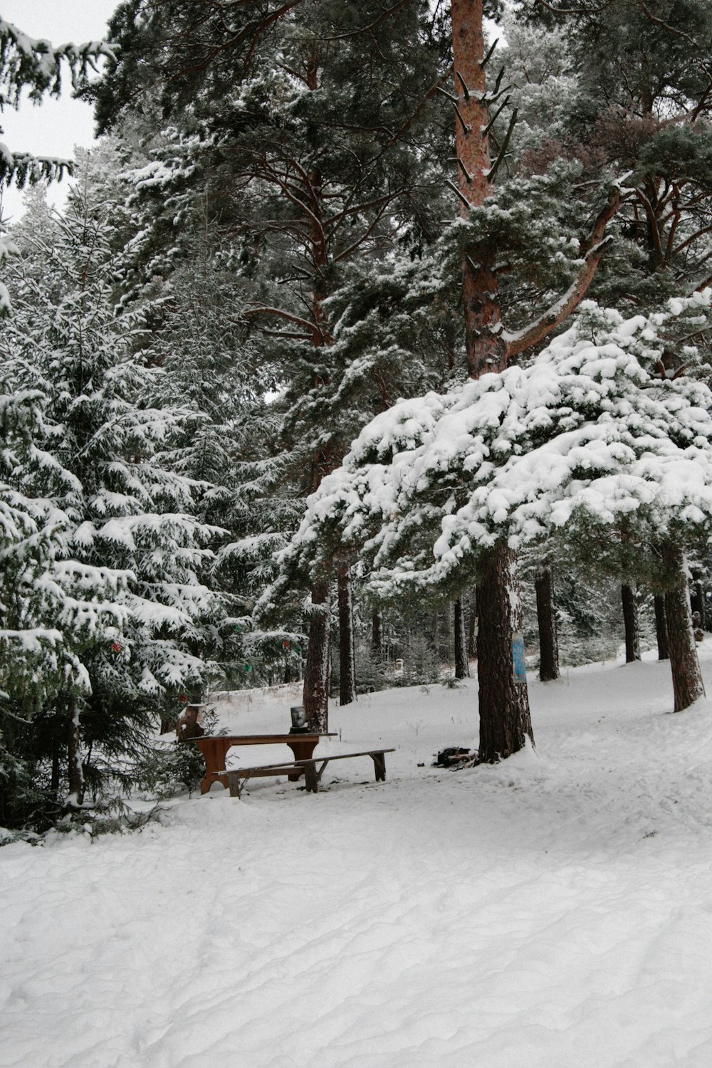 brown wooden bench on snow covered ground near trees during daytime