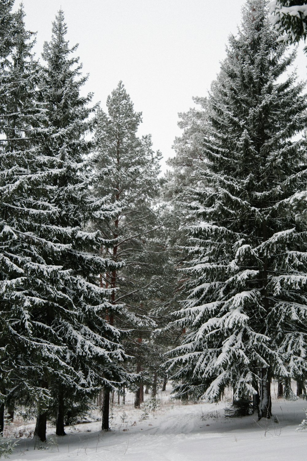 snow covered pine trees during daytime