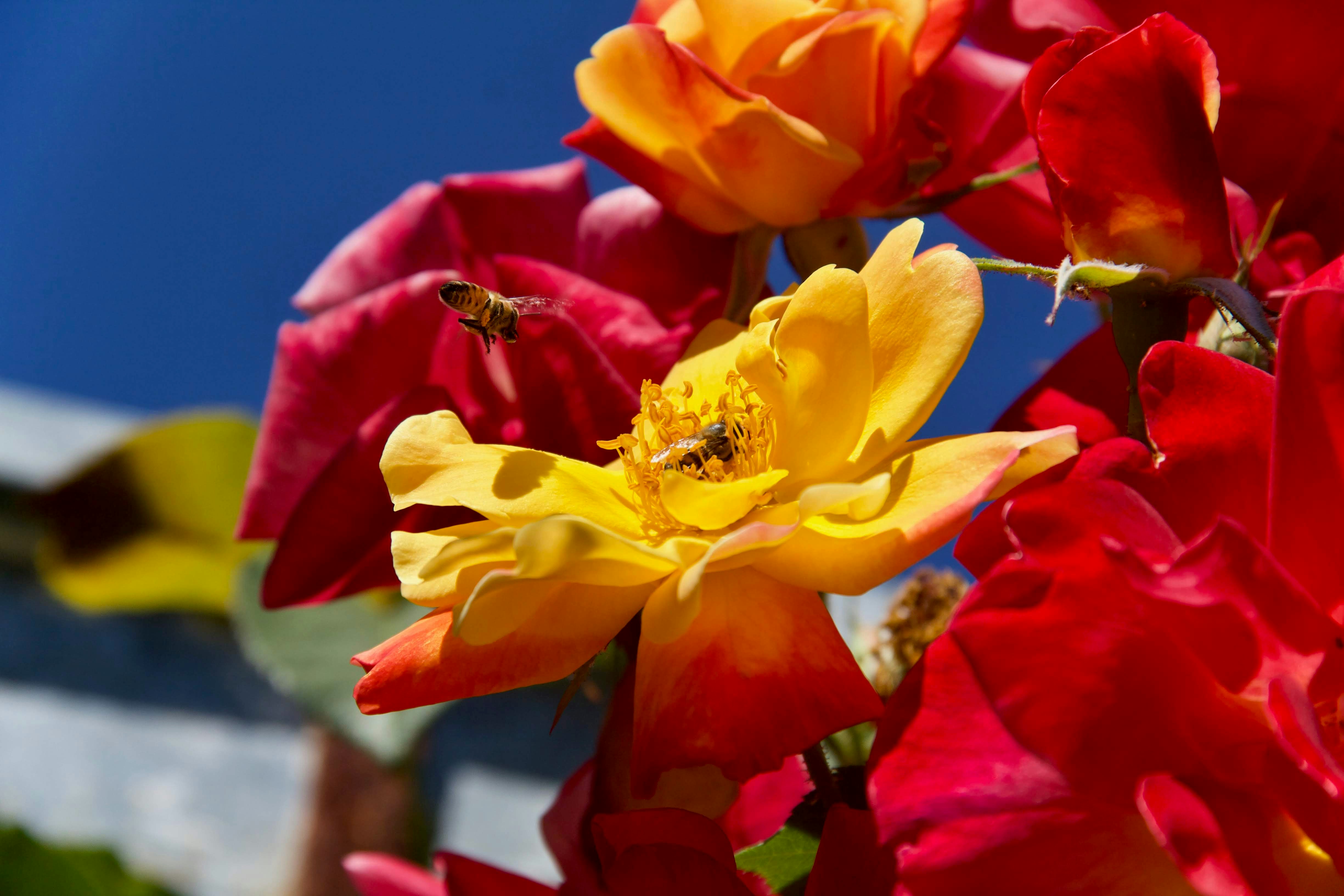 Fleur jaune et rouge en gros plan pendant la journée photo – Image ...