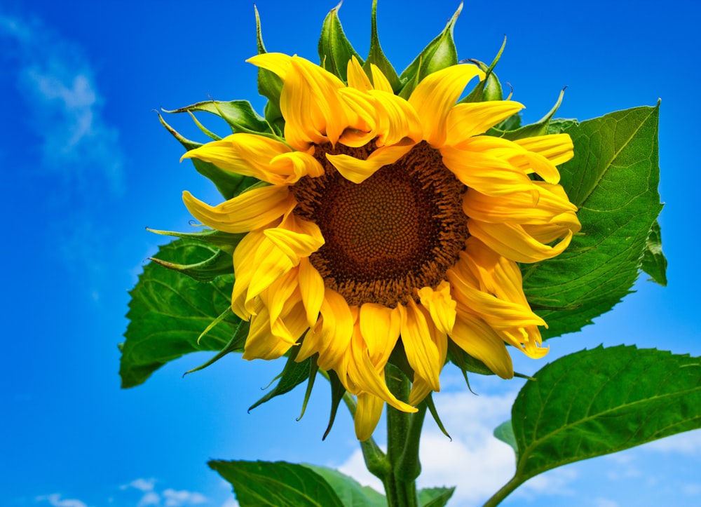 girasole giallo in fiore durante il giorno