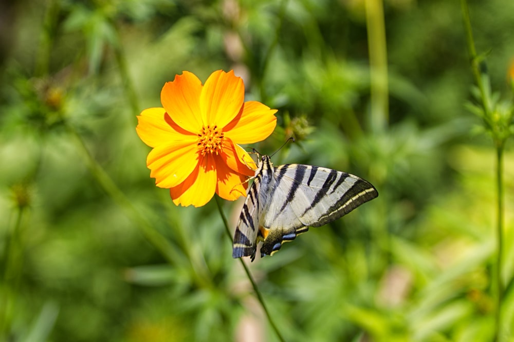 borboleta de cauda de andorinha do tigre empoleirada na flor de laranjeira em fotografia de perto durante o dia