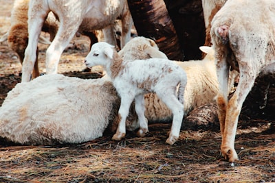 A young lamb stands amidst a group of sheep, some of which are lying down on a bed of dry grass and straw. The scene is set in an outdoor environment, likely on a farm or in a rural area.