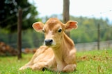 brown cow on green grass field during daytime