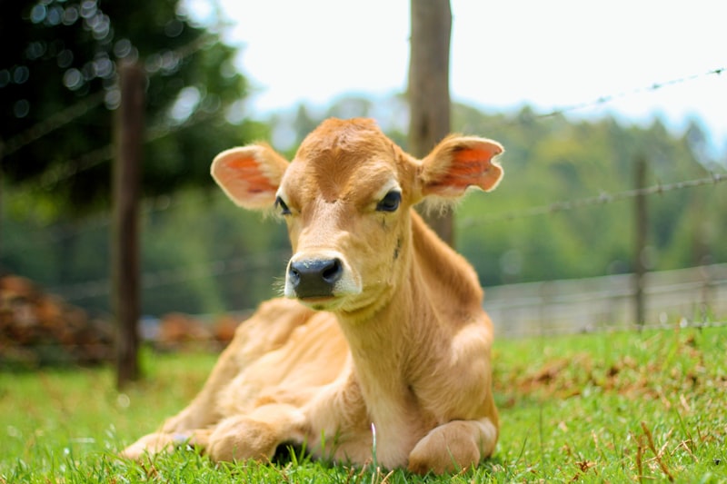 brown cow on green grass field during daytime