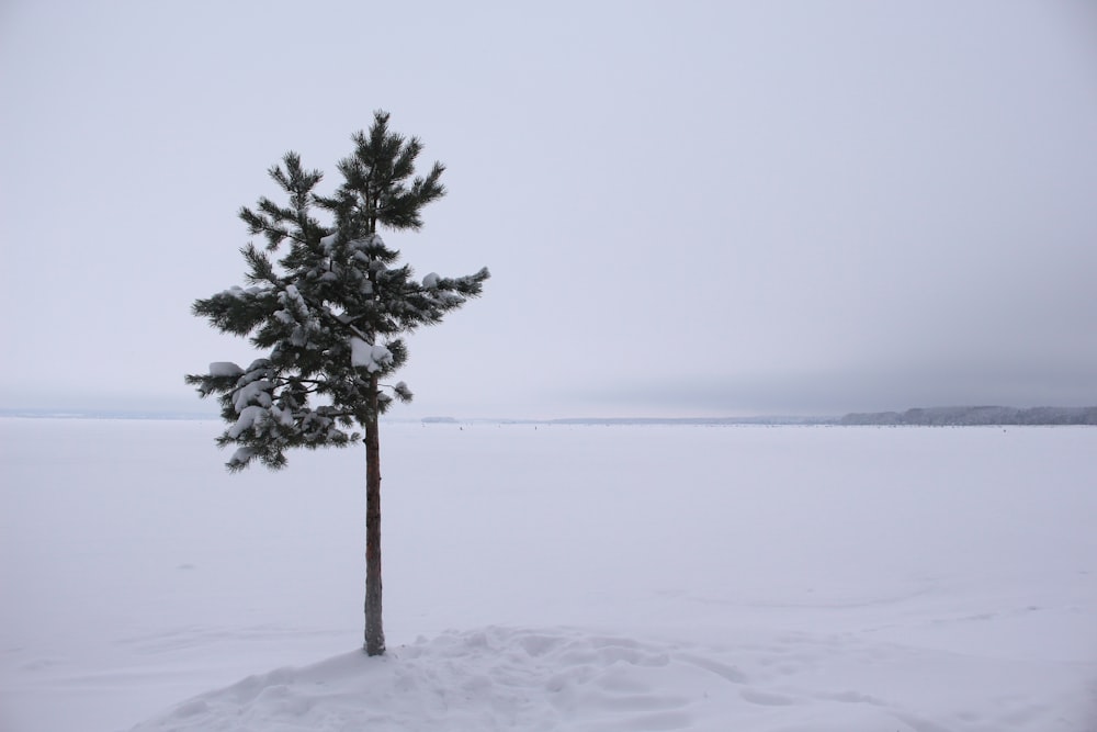 green tree on snow covered ground