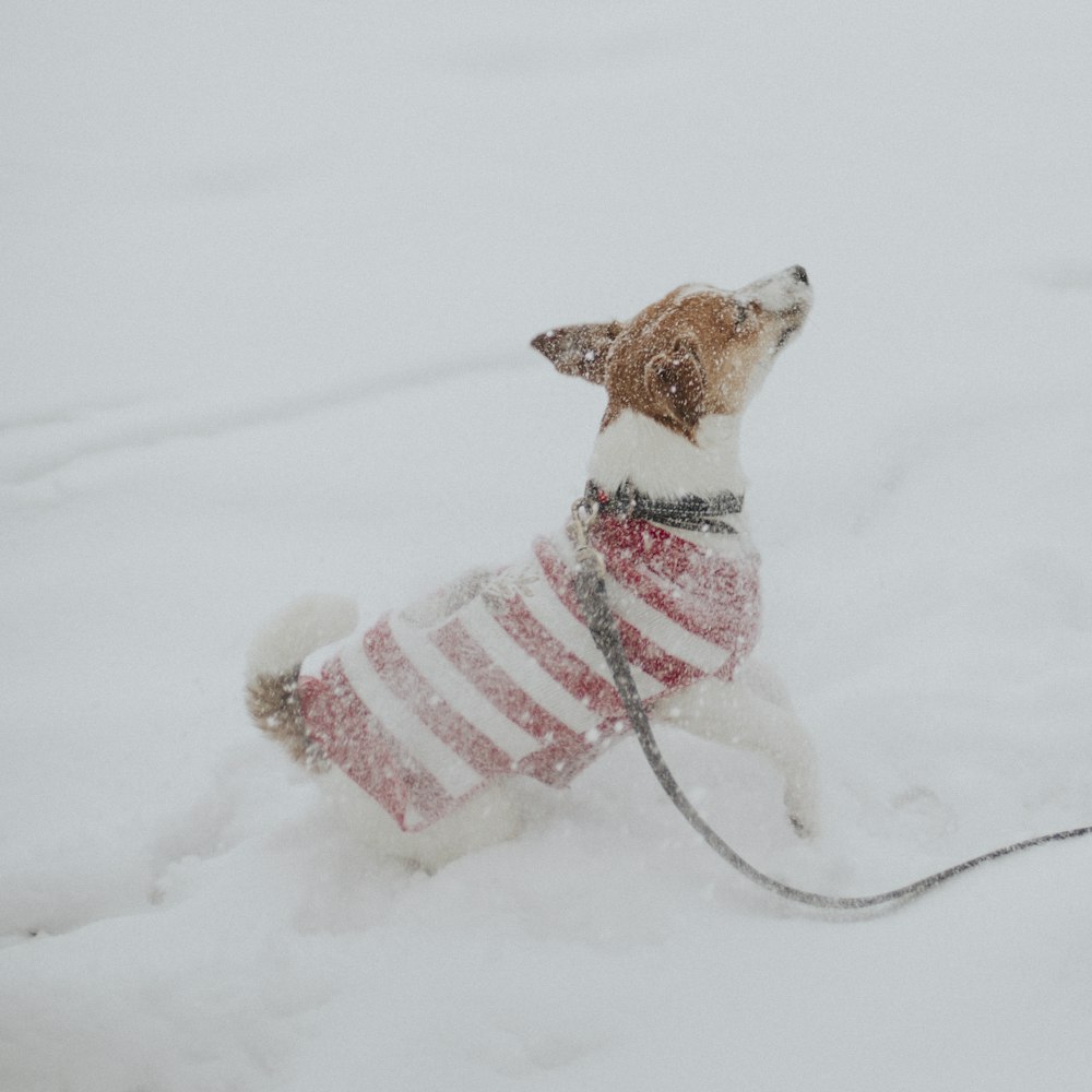 white and brown short coated dog on snow covered ground during daytime