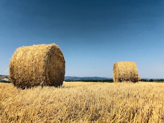 brown grass field under blue sky during daytime