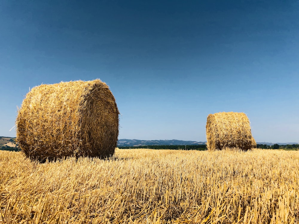 brown grass field under blue sky during daytime