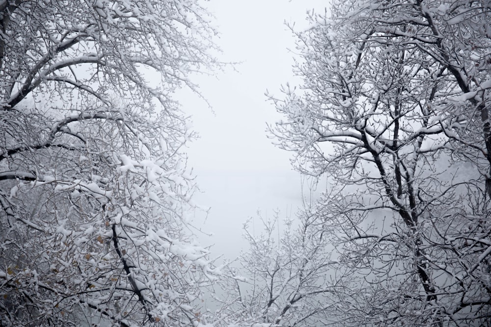 leafless trees covered with snow