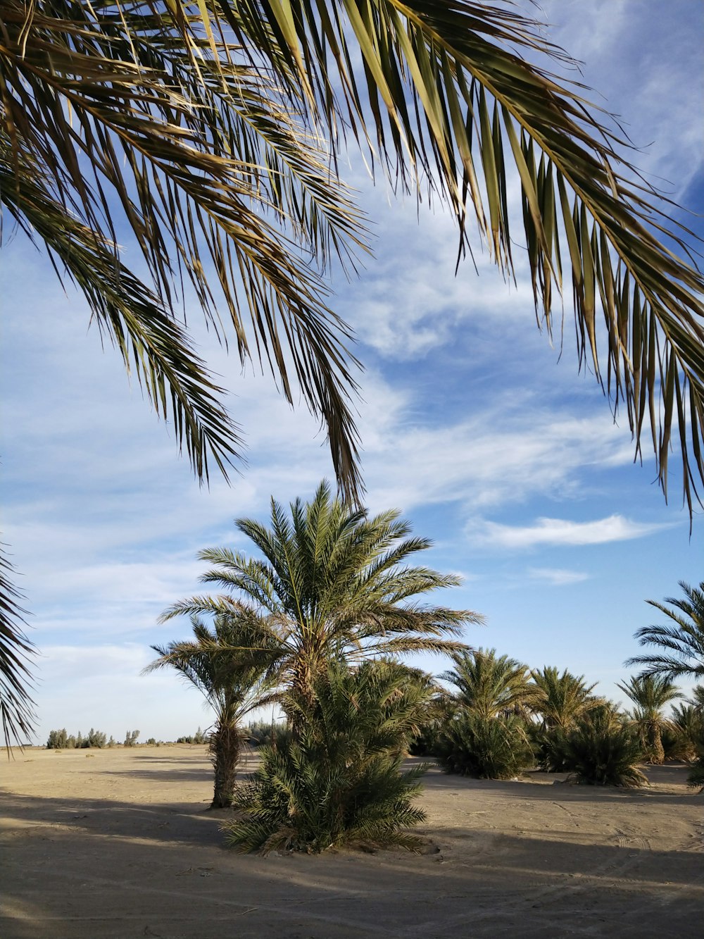 green palm trees on brown sand under blue sky during daytime