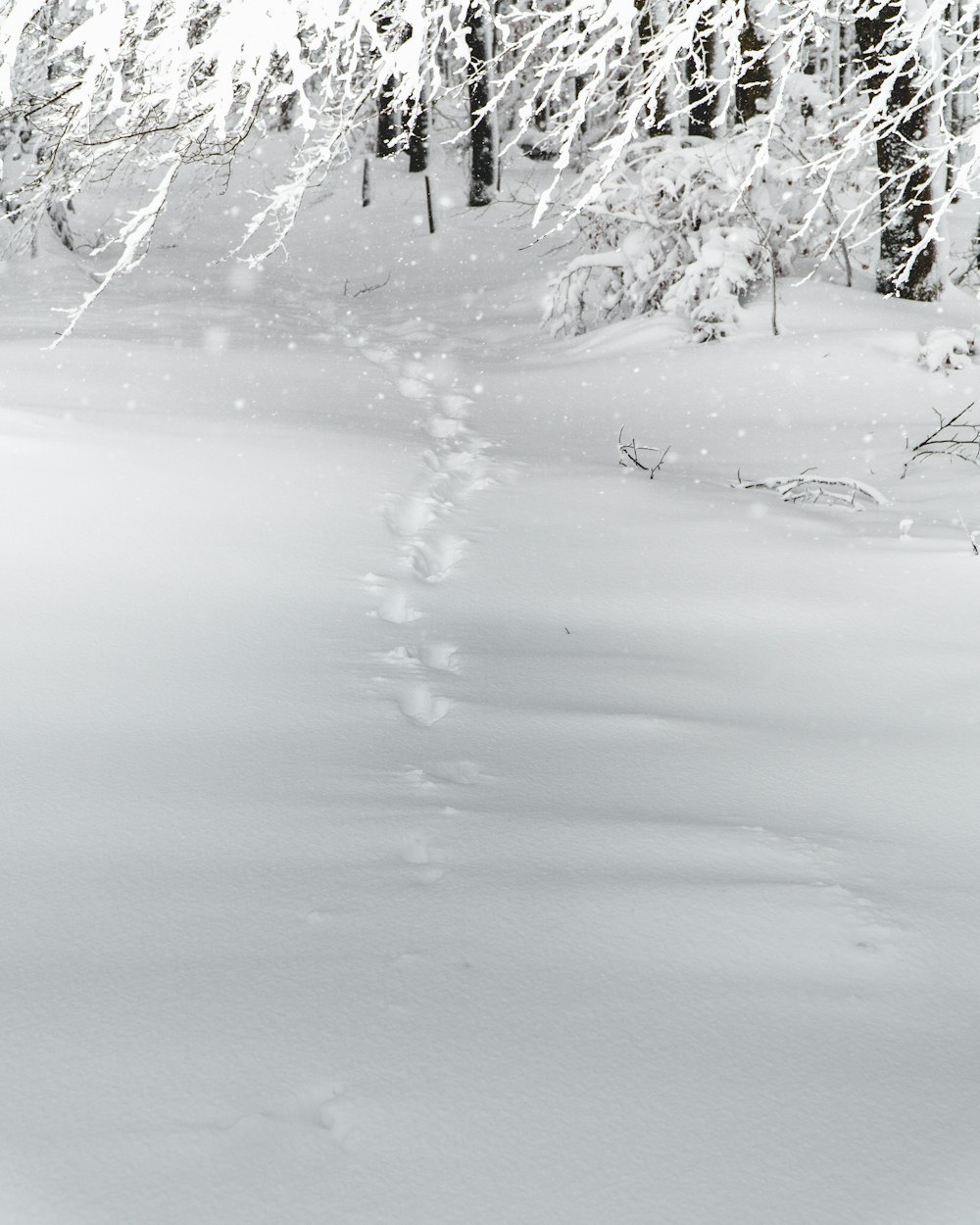 snow covered trees and field during daytime