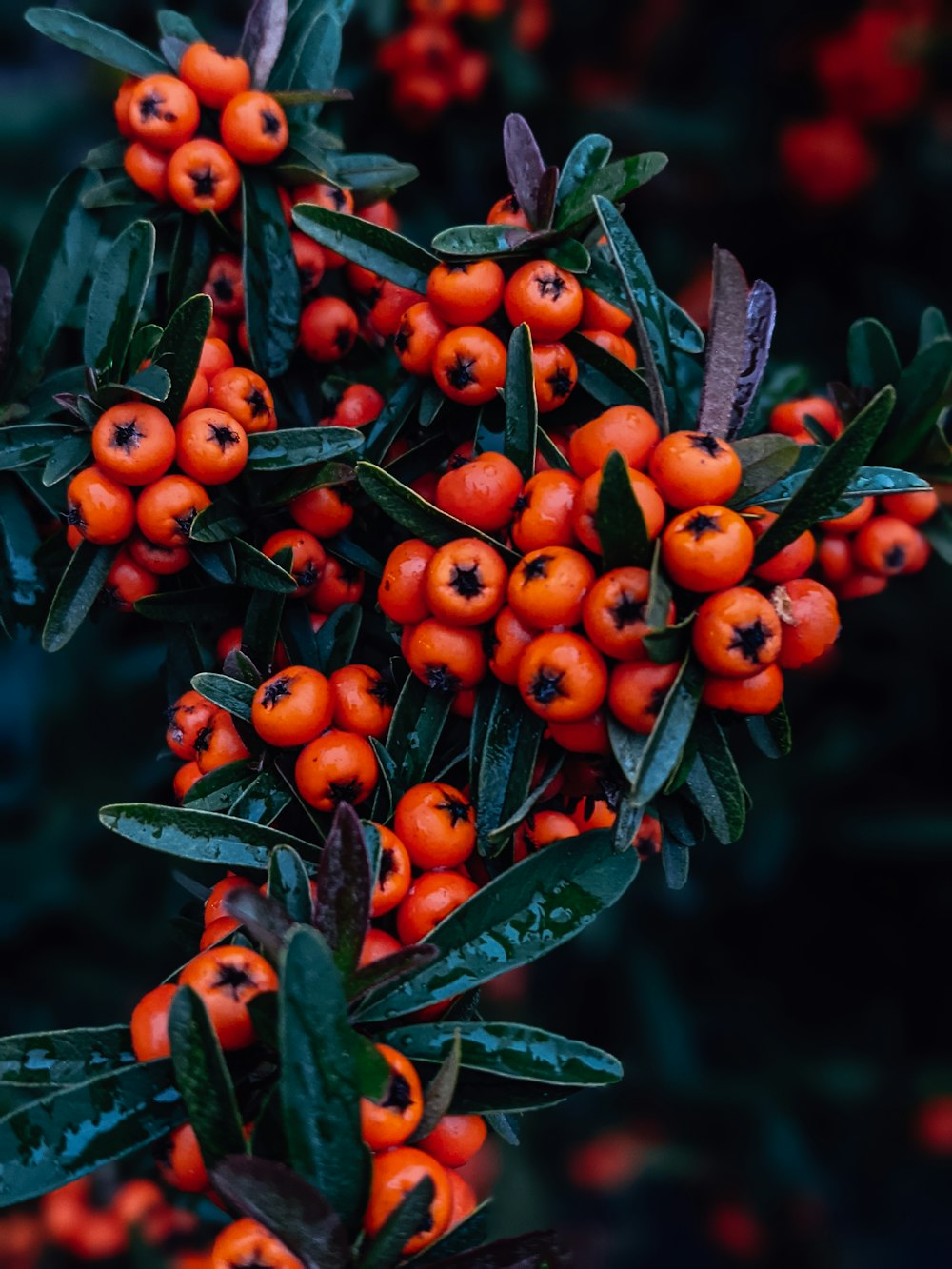 red and green fruits on green leaves