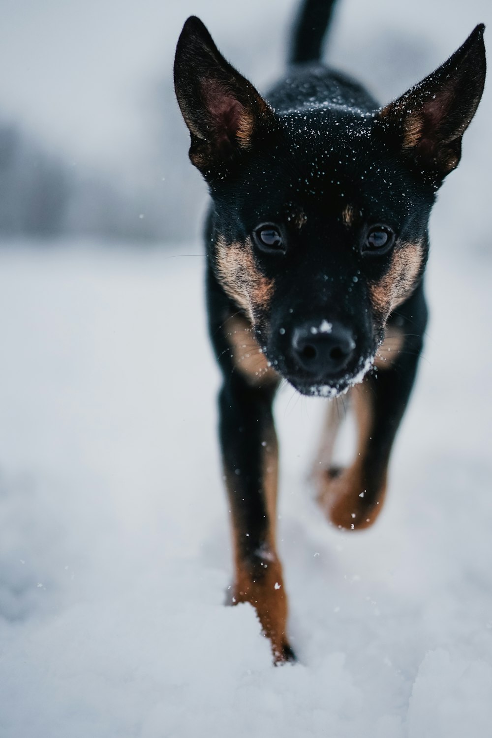 昼間の雪に覆われた地面の黒と黄褐色のショートコート小型犬