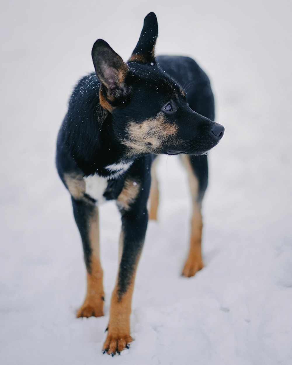 昼間の雪に覆われた地面の黒と黄褐色のショートコートの中型犬