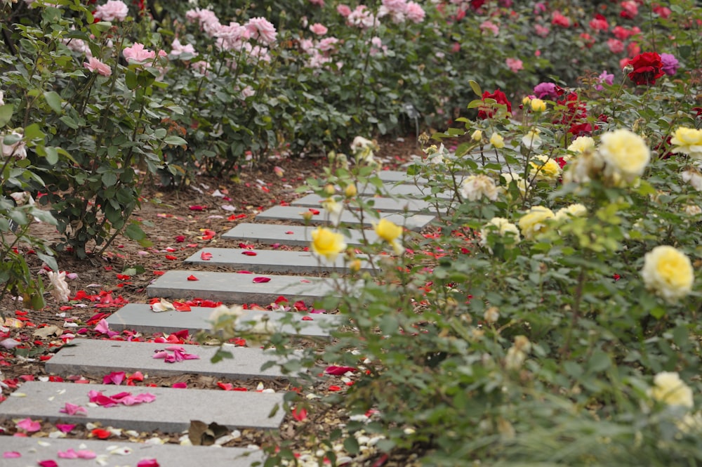 red and yellow flower field