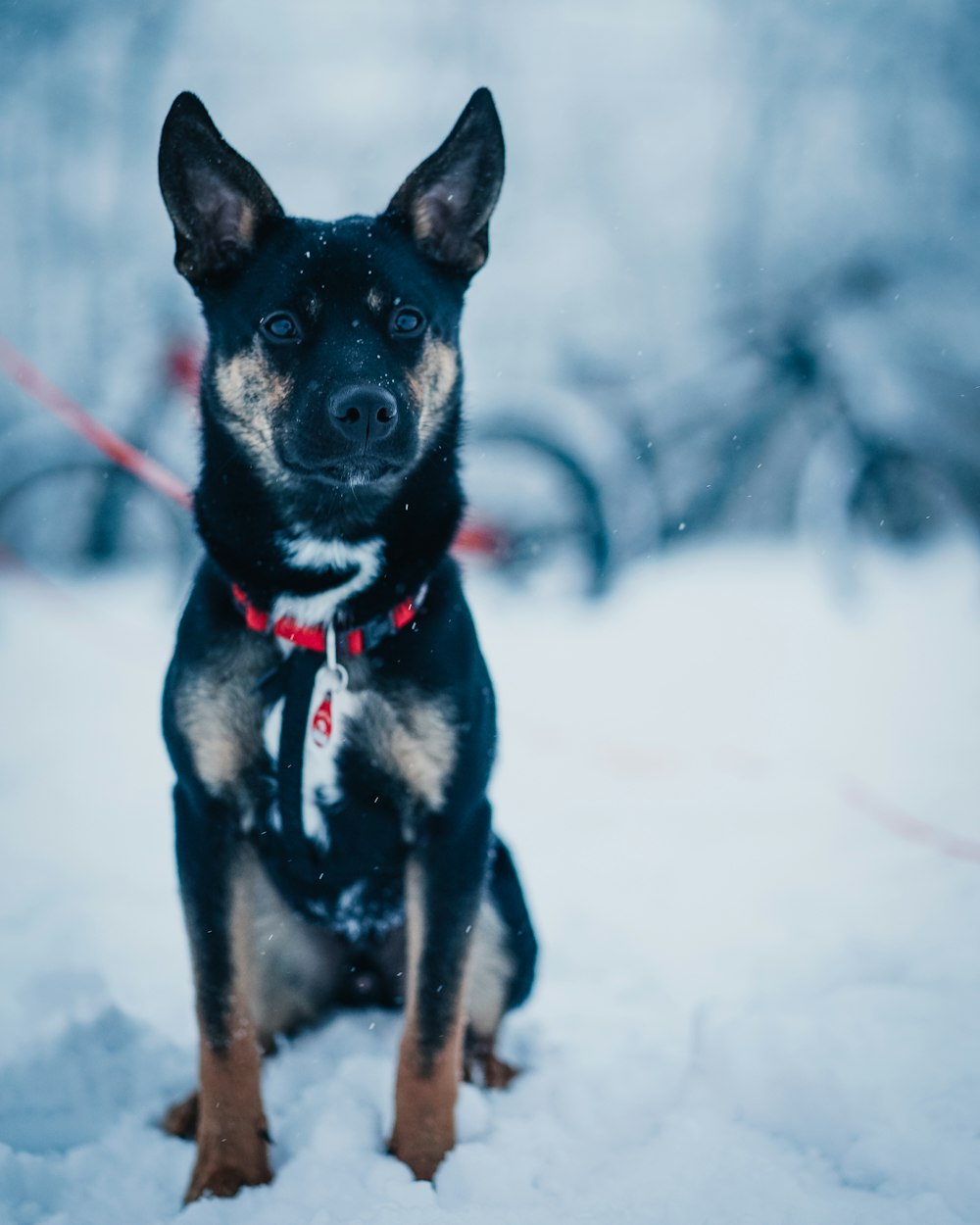 black and tan short coat dog on snow covered ground during daytime