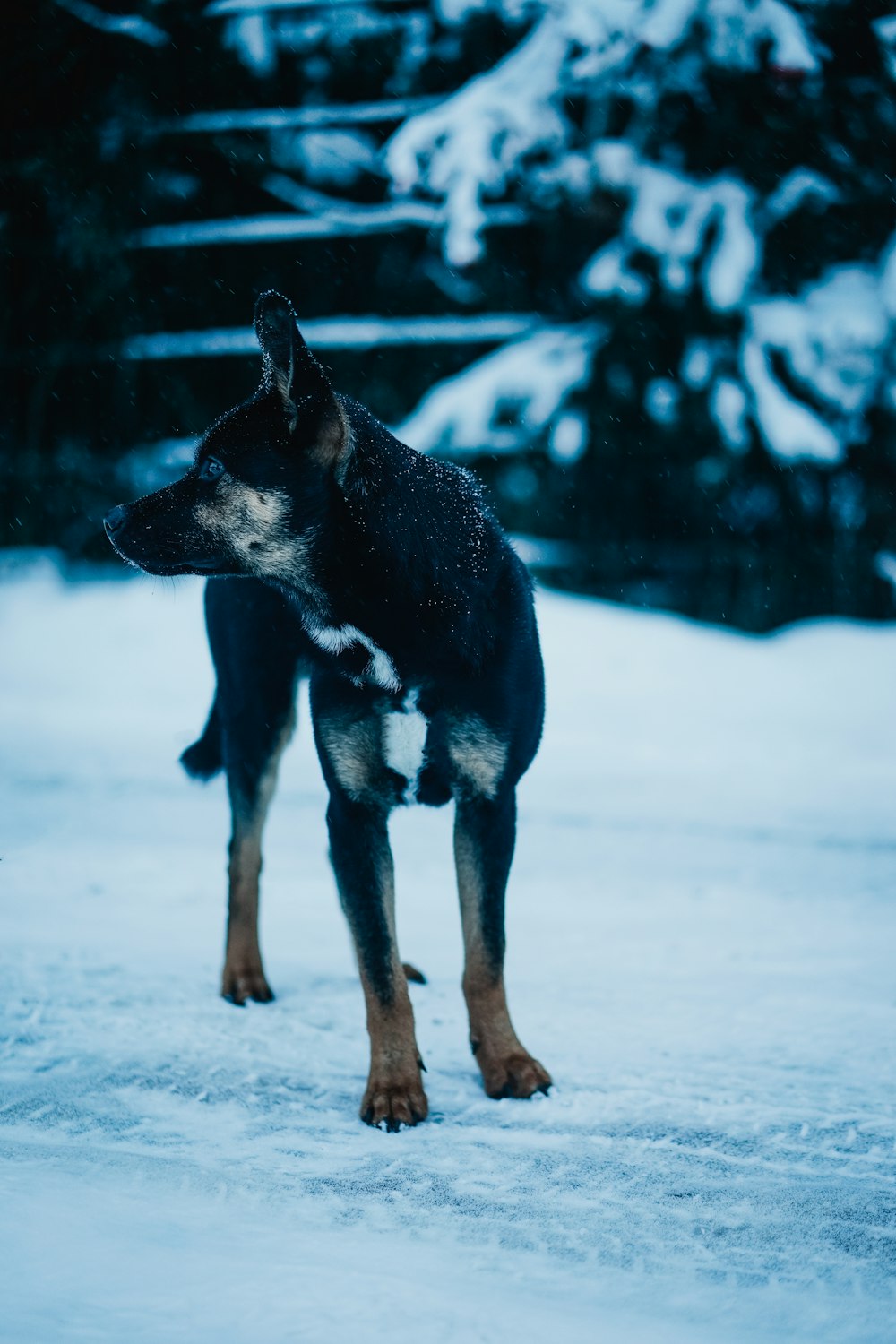 昼間の雪に覆われた地面の黒と黄褐色のショートコートの中型犬