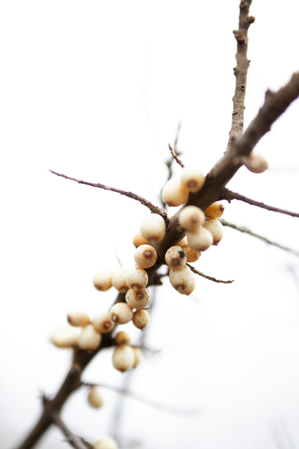 brown round fruits on brown tree branch
