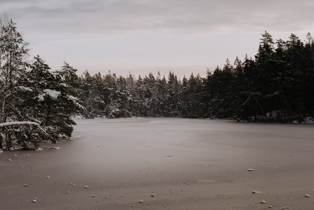 green trees on snow covered ground during daytime