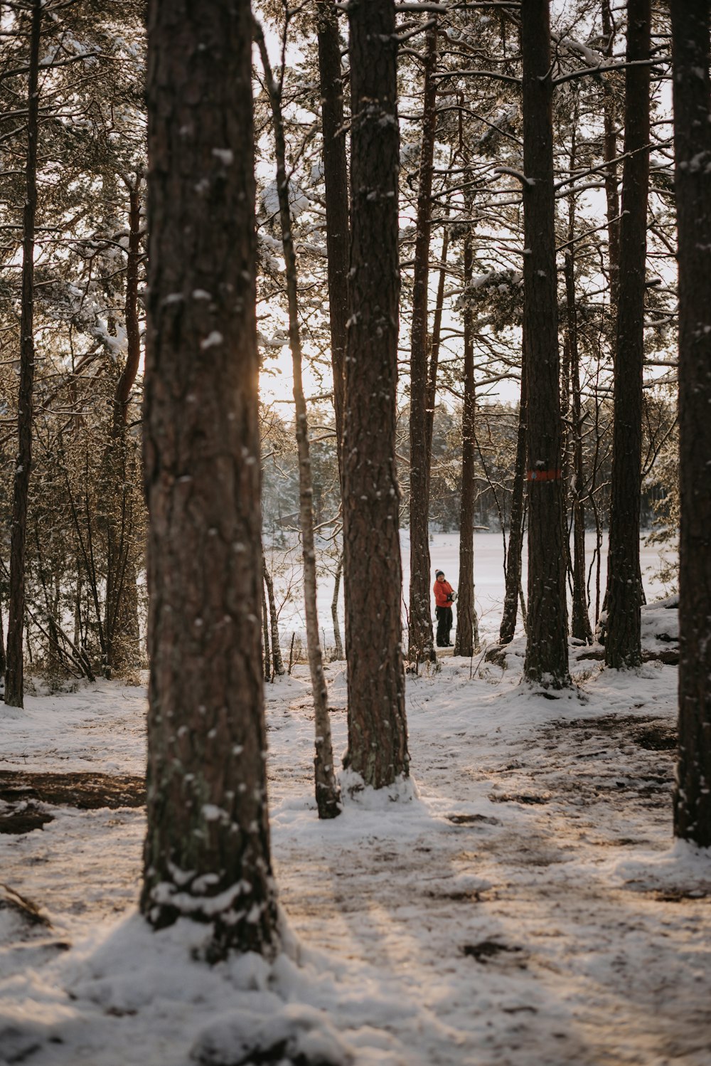 person in red jacket walking on snow covered ground in the woods during daytime