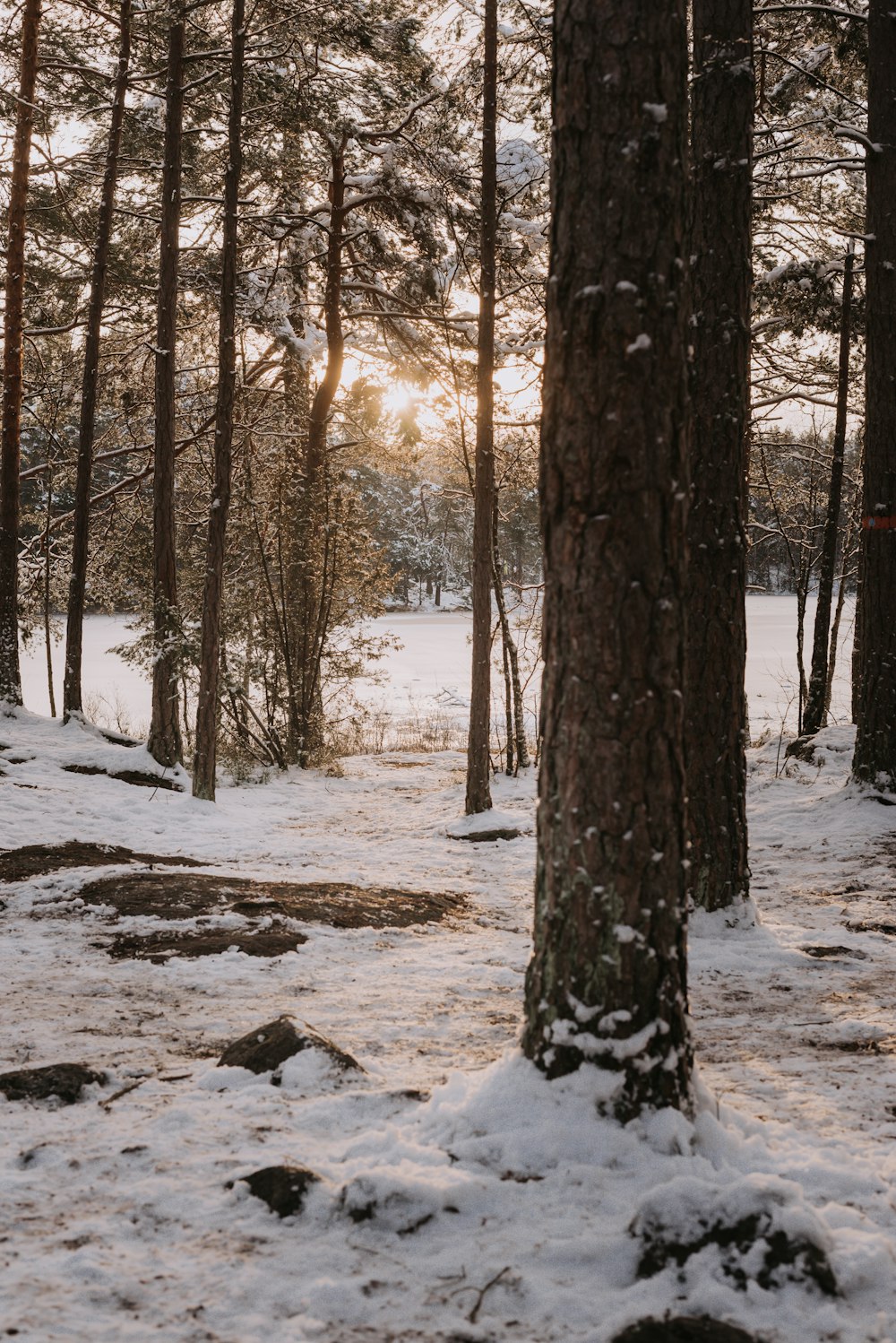 brown trees on snow covered ground during daytime