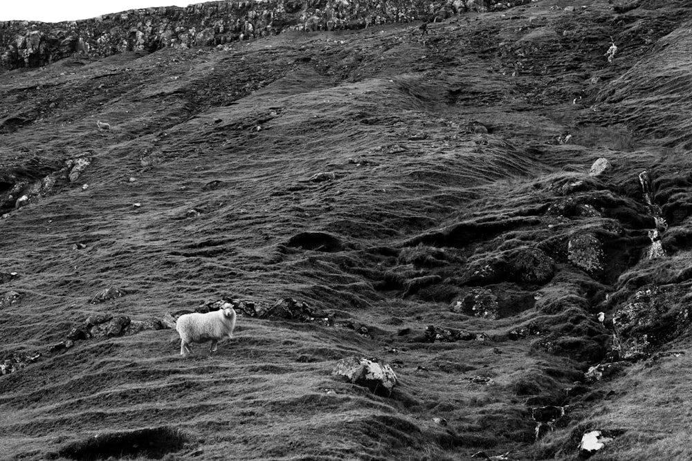 Foto en escala de grises de 4 ovejas en un campo de hierba