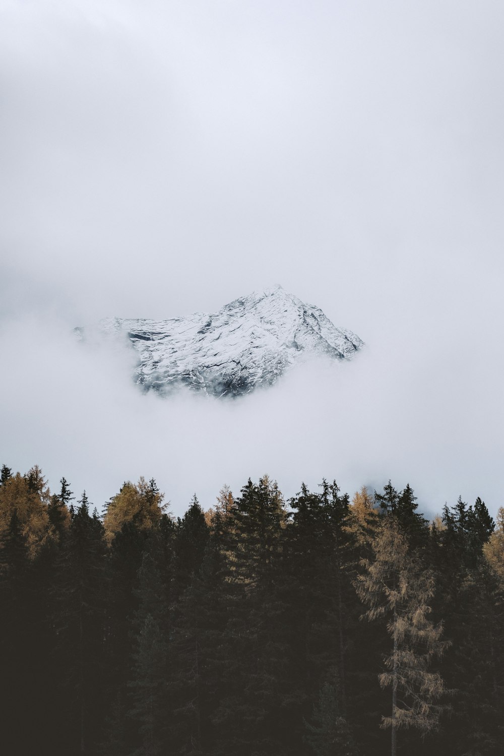 green trees near mountain covered with snow