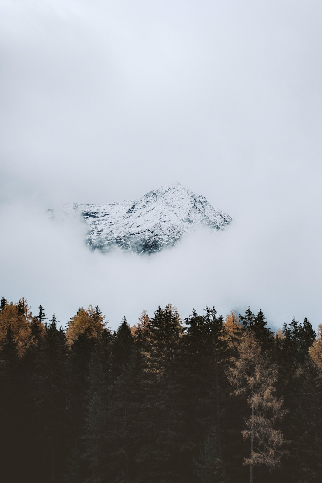 green trees near mountain covered with snow