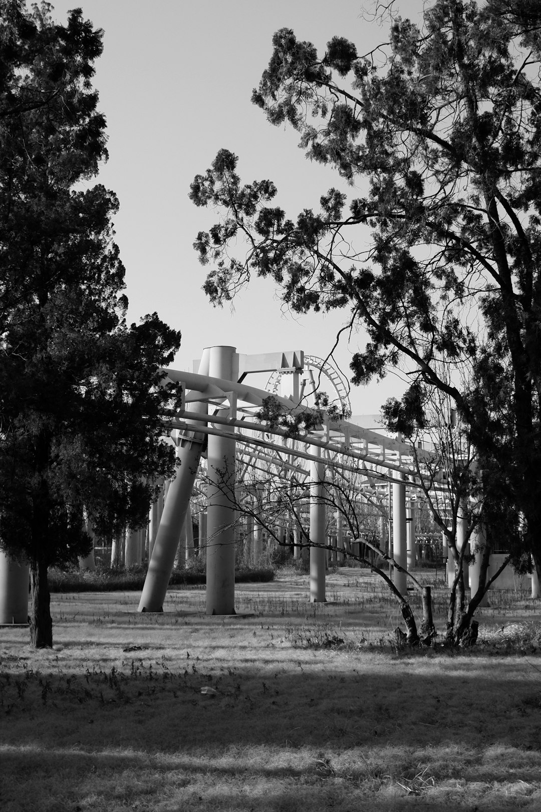 grayscale photo of trees near building