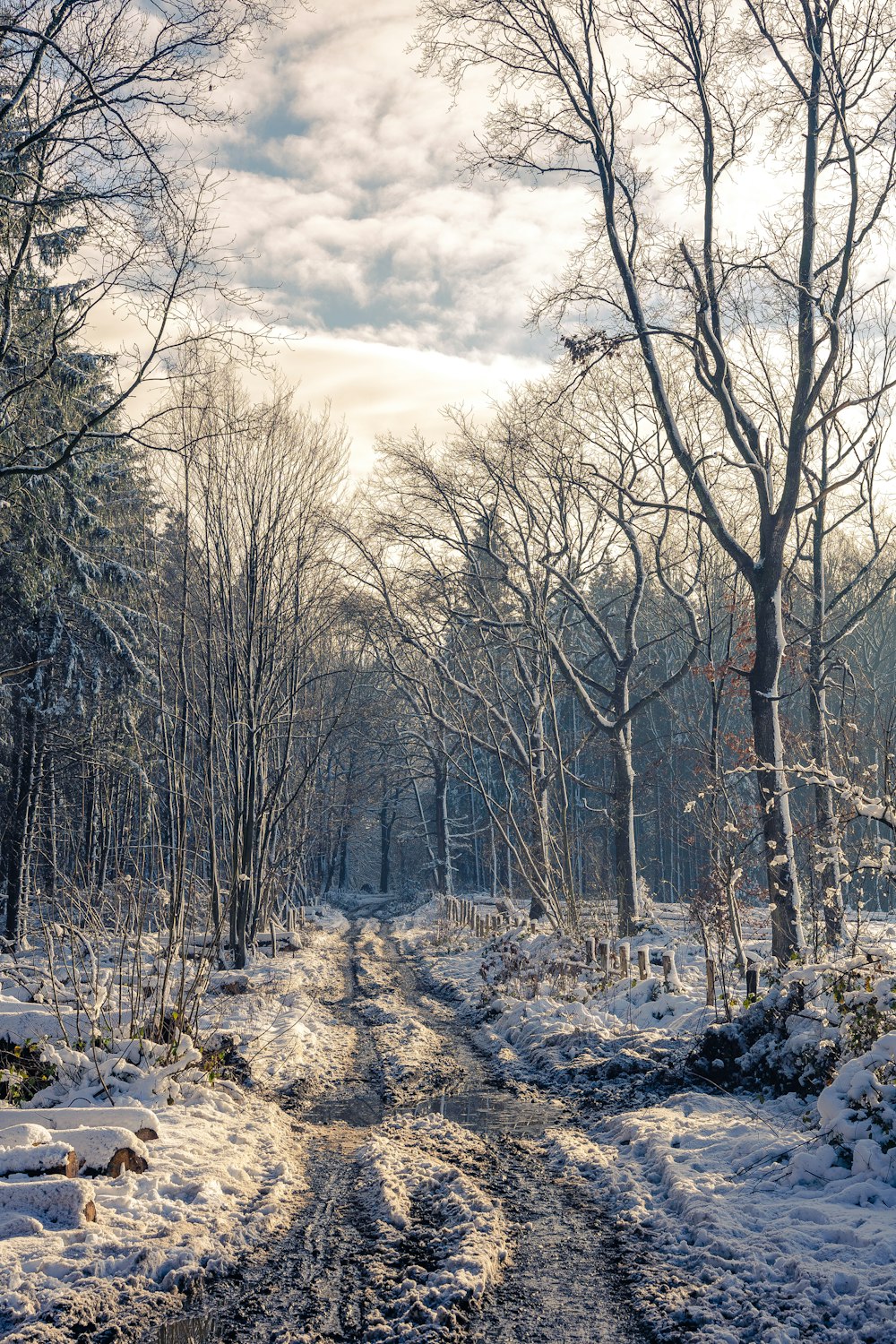 leafless trees on snow covered ground under cloudy sky during daytime