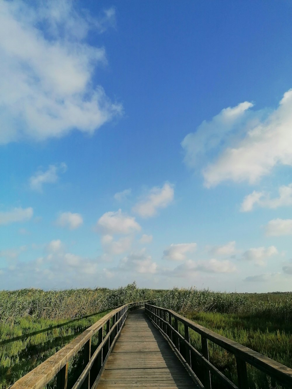 green grass field under blue sky during daytime