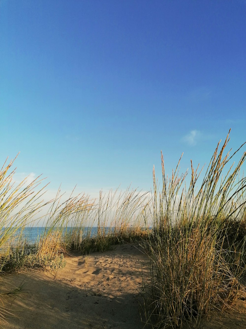 brown grass on brown sand under blue sky during daytime