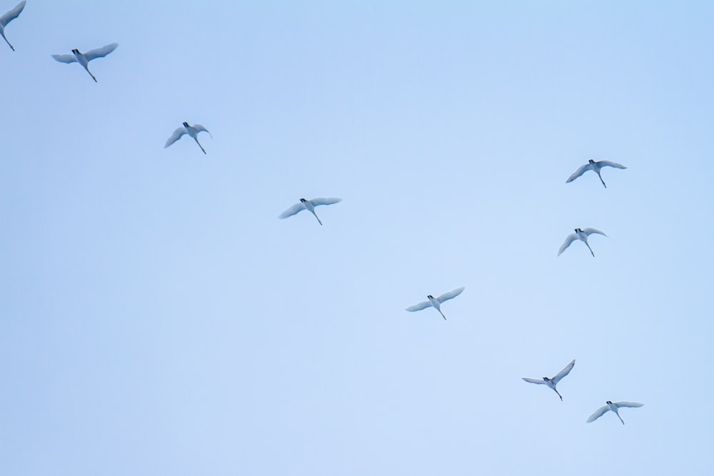 low angle photography of flock of birds flying under blue sky during daytime