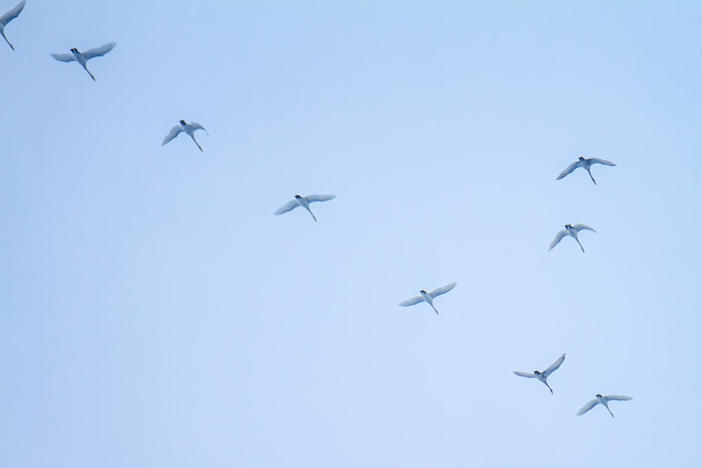 Fotografía de ángulo bajo de bandada de pájaros volando bajo el cielo azul durante el día