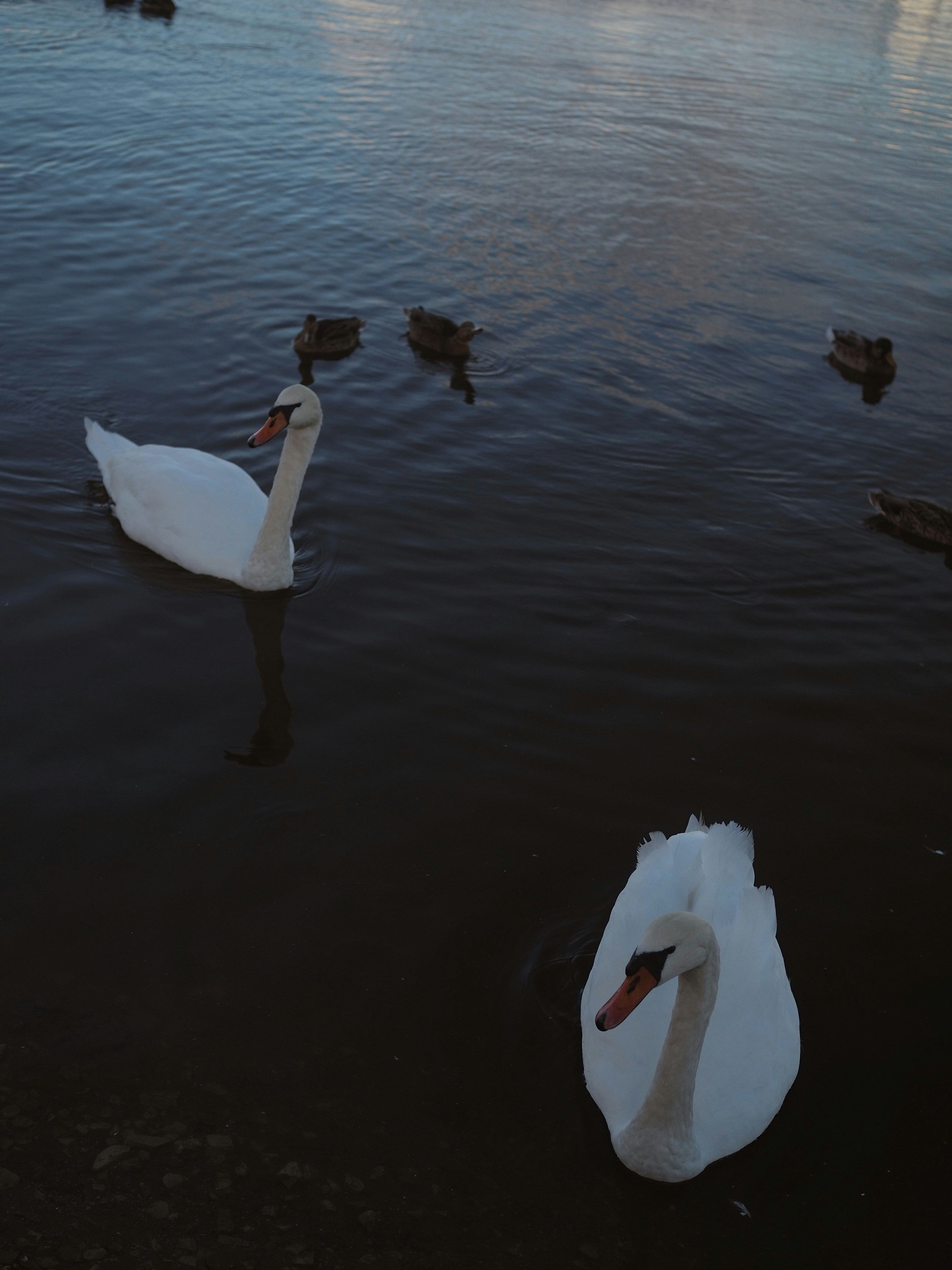 Photo by gingerdarya