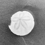 Close-up of a sand dollar resting gently on a tide pool rock.