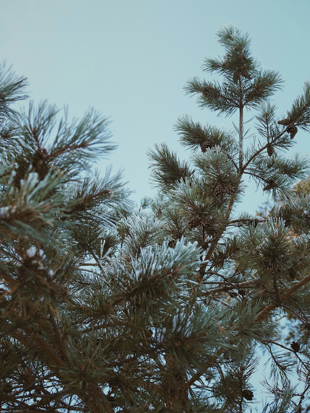 green and brown tree under blue sky during daytime