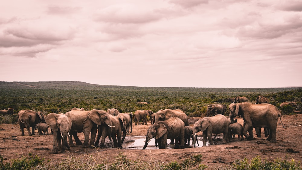gruppo di elefanti sul campo marrone durante il giorno
