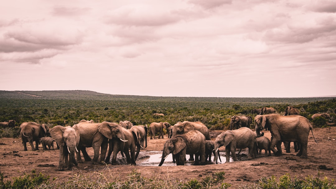 group of elephants on brown field during daytime, The mighty elephants of the great beyond