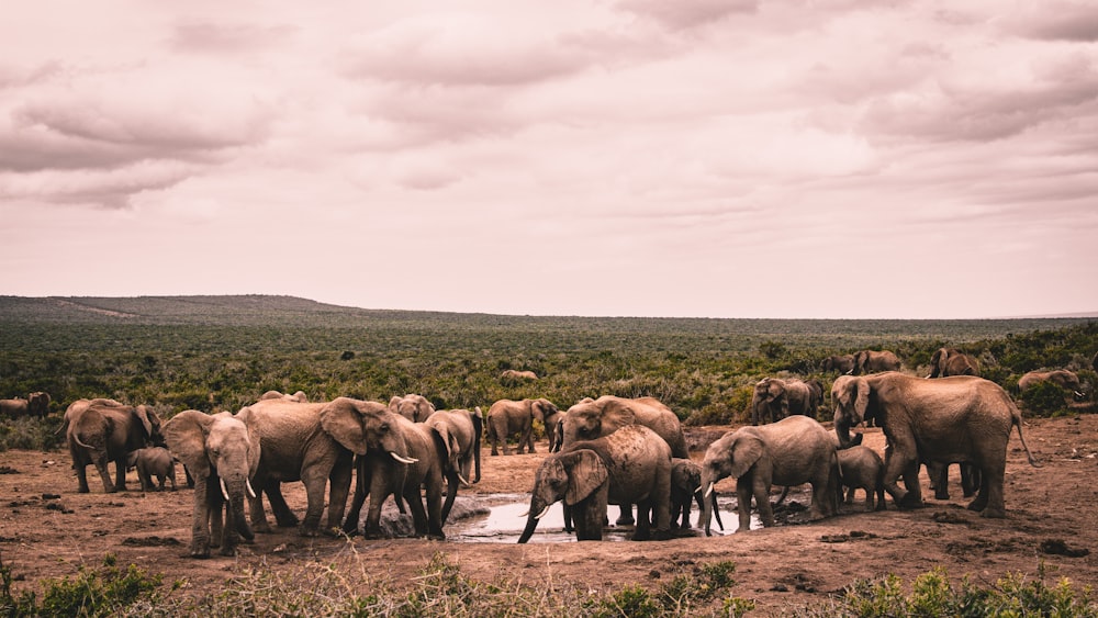 group of elephants on brown field during daytime