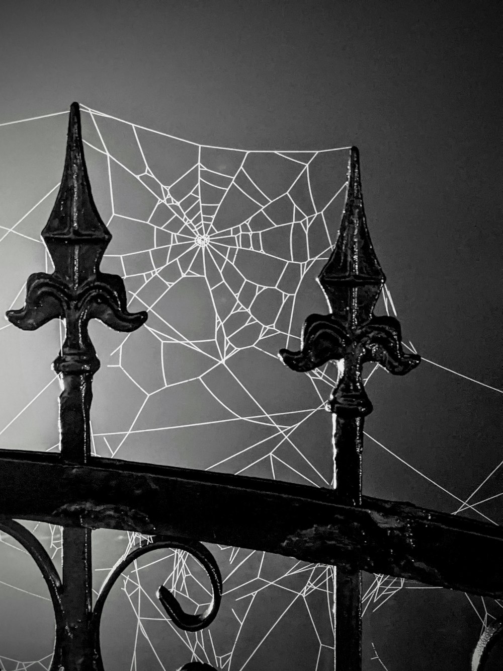 spider web on black metal fence