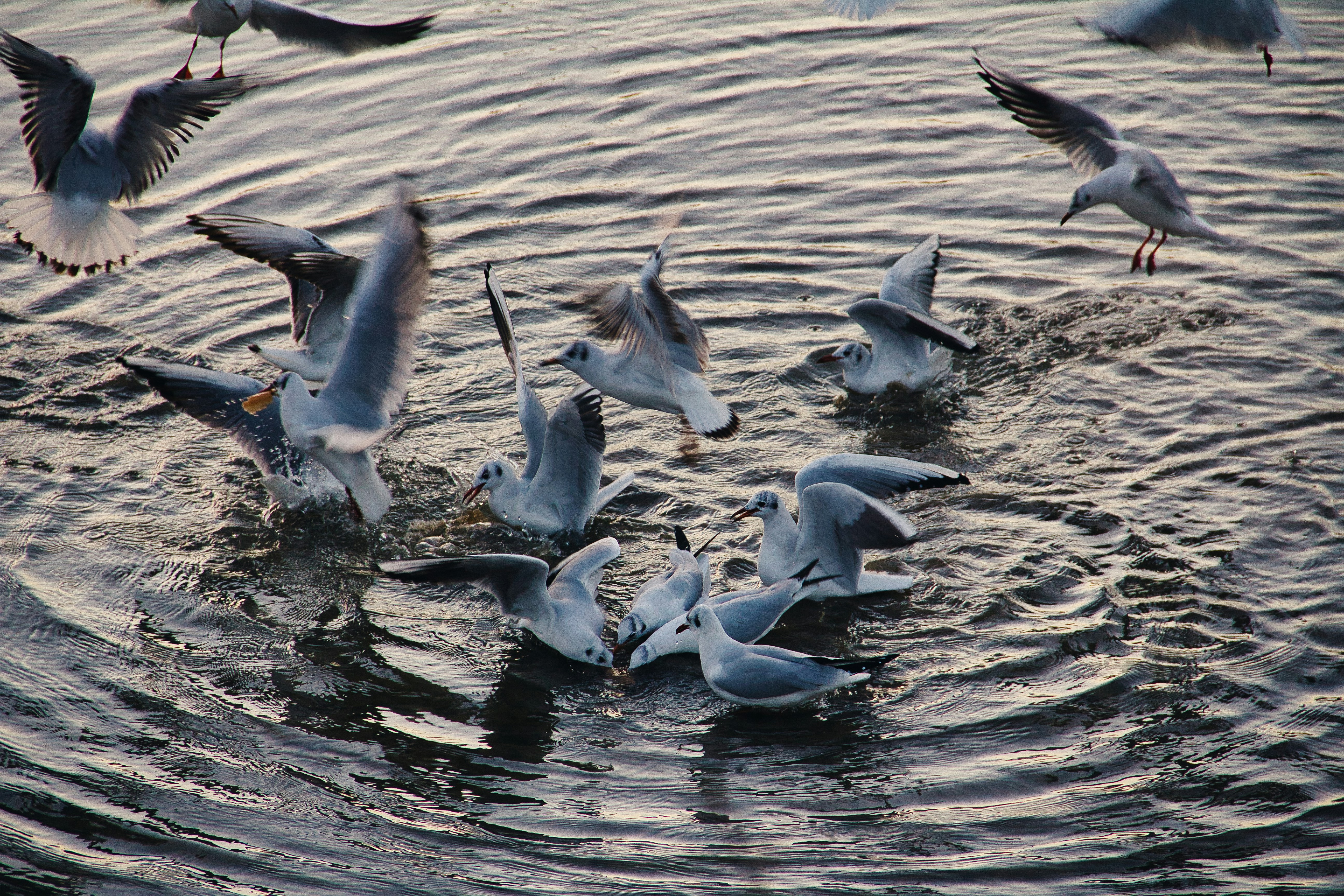 flock of white birds on water during daytime