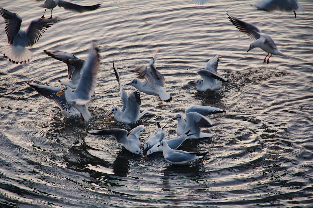 flock of white birds on water during daytime