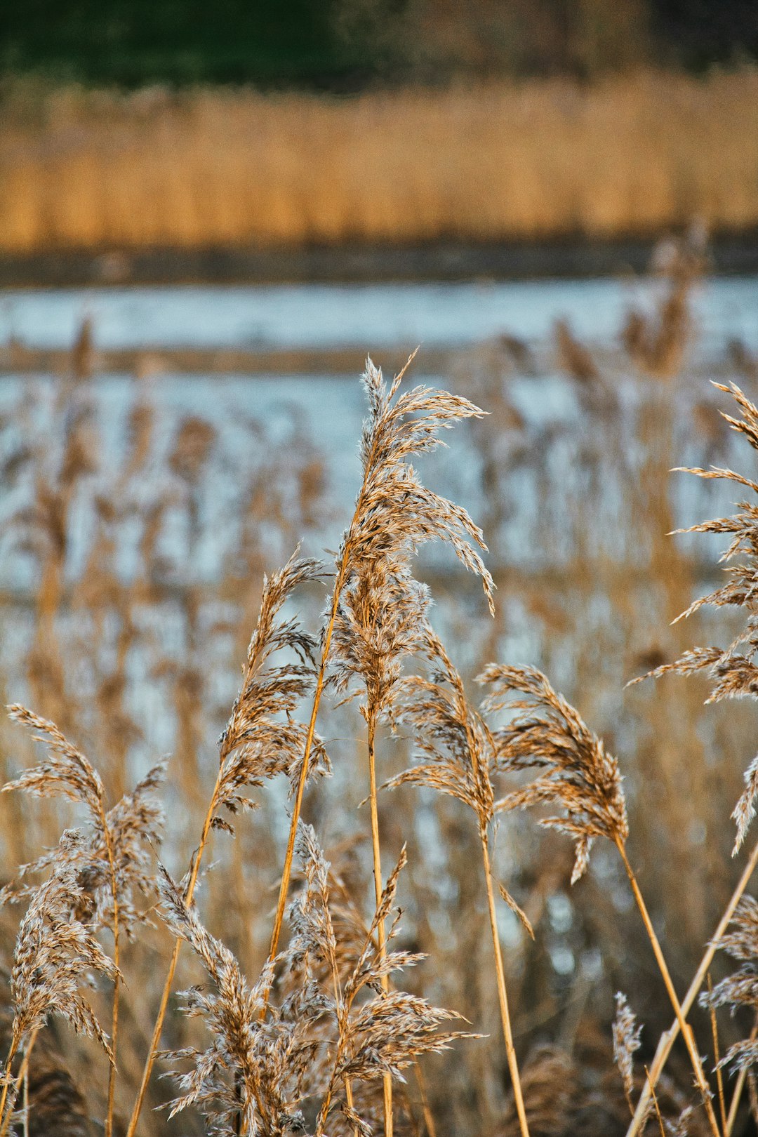 brown wheat field during daytime